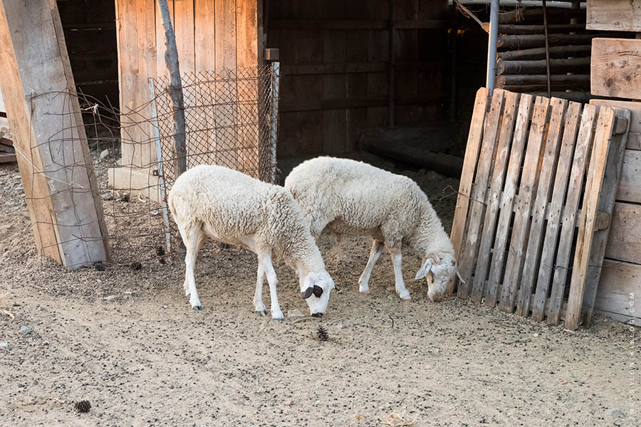 Sheep at Vlatadon Monastery