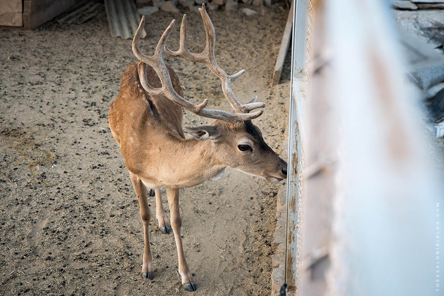 Deer at Vlatadon Monastery