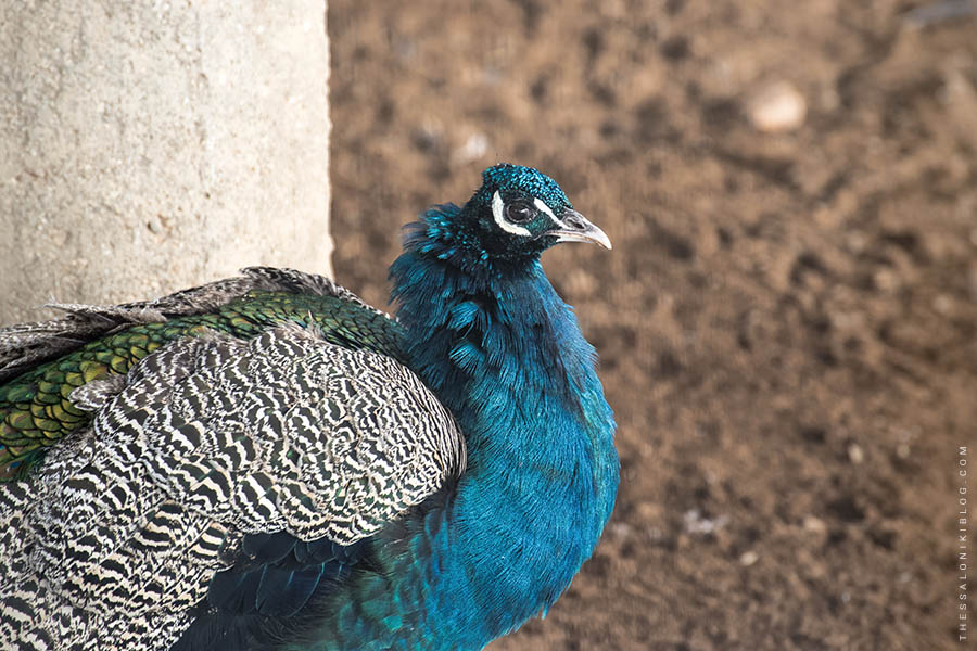 Peacock at Vlatadon Monastery