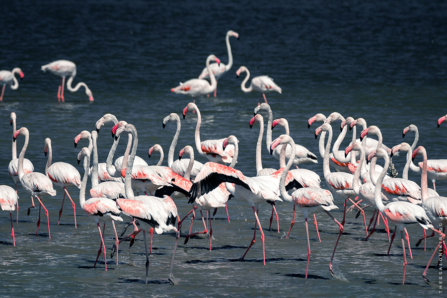 Group of Flamingos in Kalochori Lagoon Thessaloniki