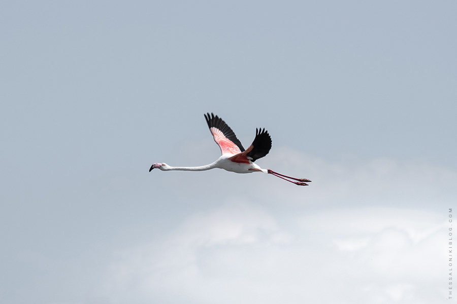 Flamingo flying over Kalochori Lagoon in Thessaloniki
