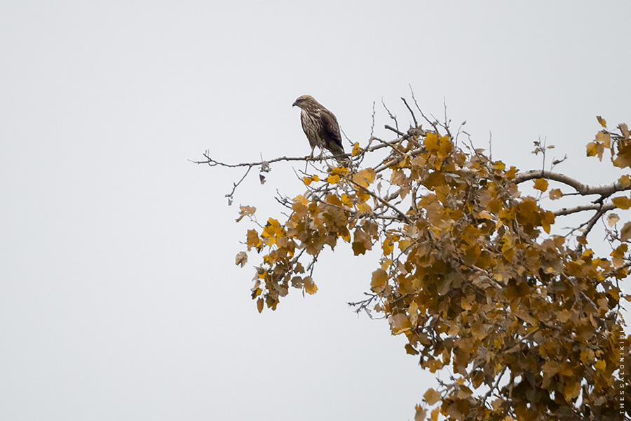 The Common Buzzard in Axios Delta National Park